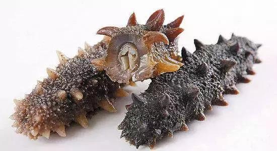 海参不能一概而论,如何选择海参才能最好