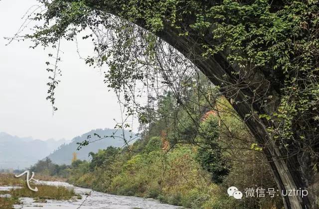 桂林兴安漠川银杏最佳观赏时间,桂林兴安漠川银杏网红打卡地