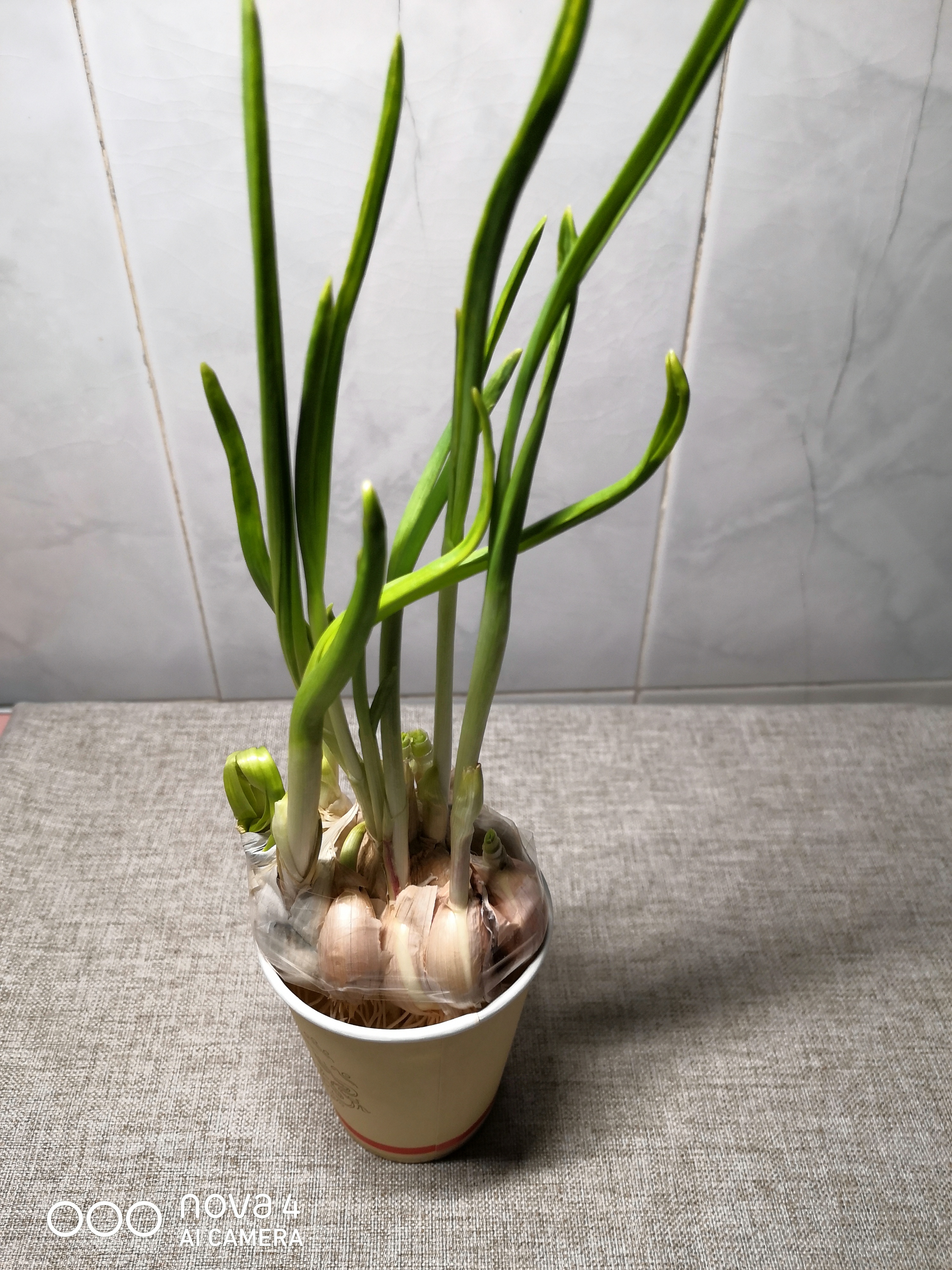 大蒜放久了长芽可以吃吗,大蒜放得太久发芽了还能吃吗