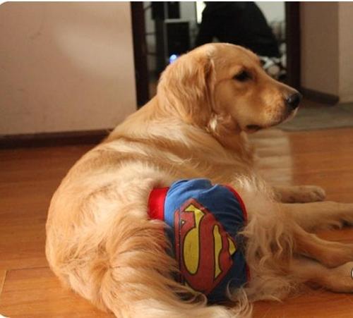 狗狗例假不流血怎么办,狗狗例假清洁