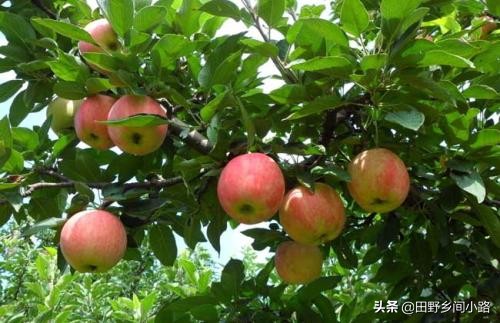 苹果种植技术哪里最好视频,苹果种植技术施肥讲解