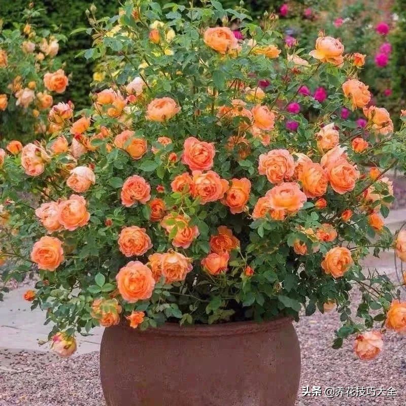 什么品种的香水花最好养,10种最香的香水花