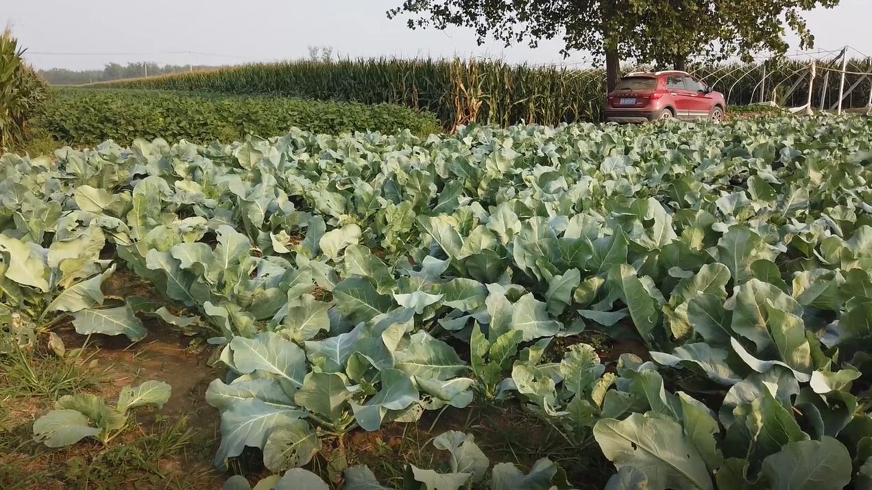 花菜地里害虫大爆发很难防？做好这2点，农户不再发愁