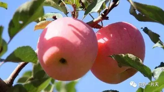 去南京旅游有什么特产值得带回,各地值得带的特产