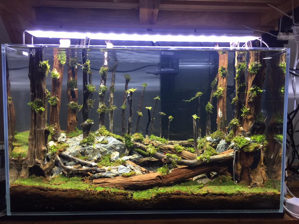 中国草缸,中国草缸造景图