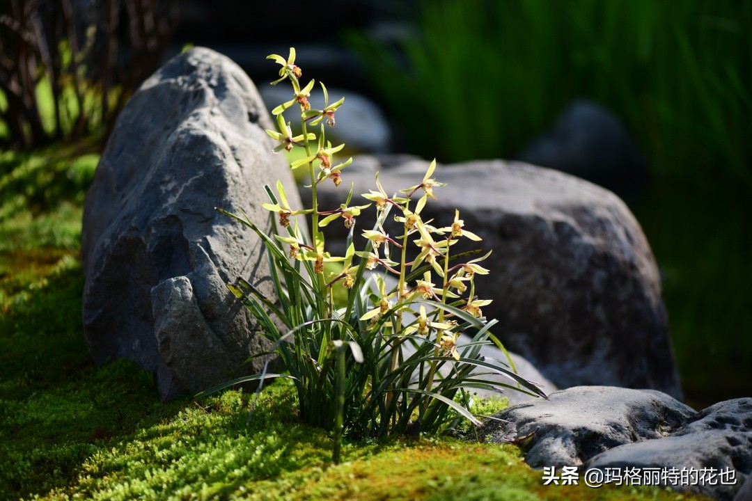 花园里四季常青的树,花园里四季都绿的植物