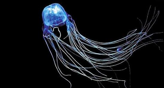 澳洲箱水母是世界上最毒的水母吗,箱形水母是最毒的动物吗