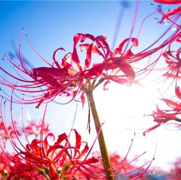 曼陀罗华曼珠沙华彼岸花 (曼珠沙华和曼陀罗华彼岸花)