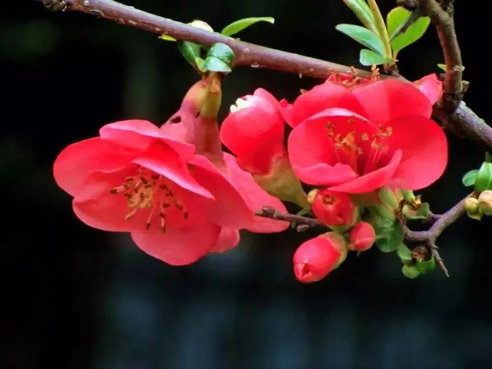 华酝牡丹园紫藤花,华酝牡丹园格桑花