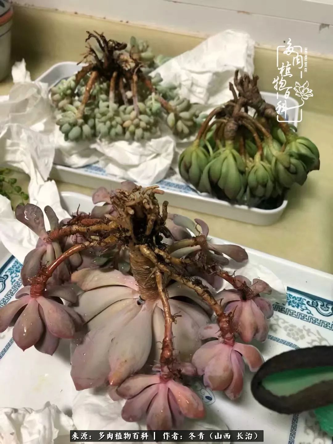 新手养多肉知道这4点打好基础,阳台上养多肉的正确方法