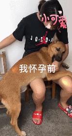 主人怀孕后狗狗变得更粘人了,主人怀孕后狗狗的反应哈士奇