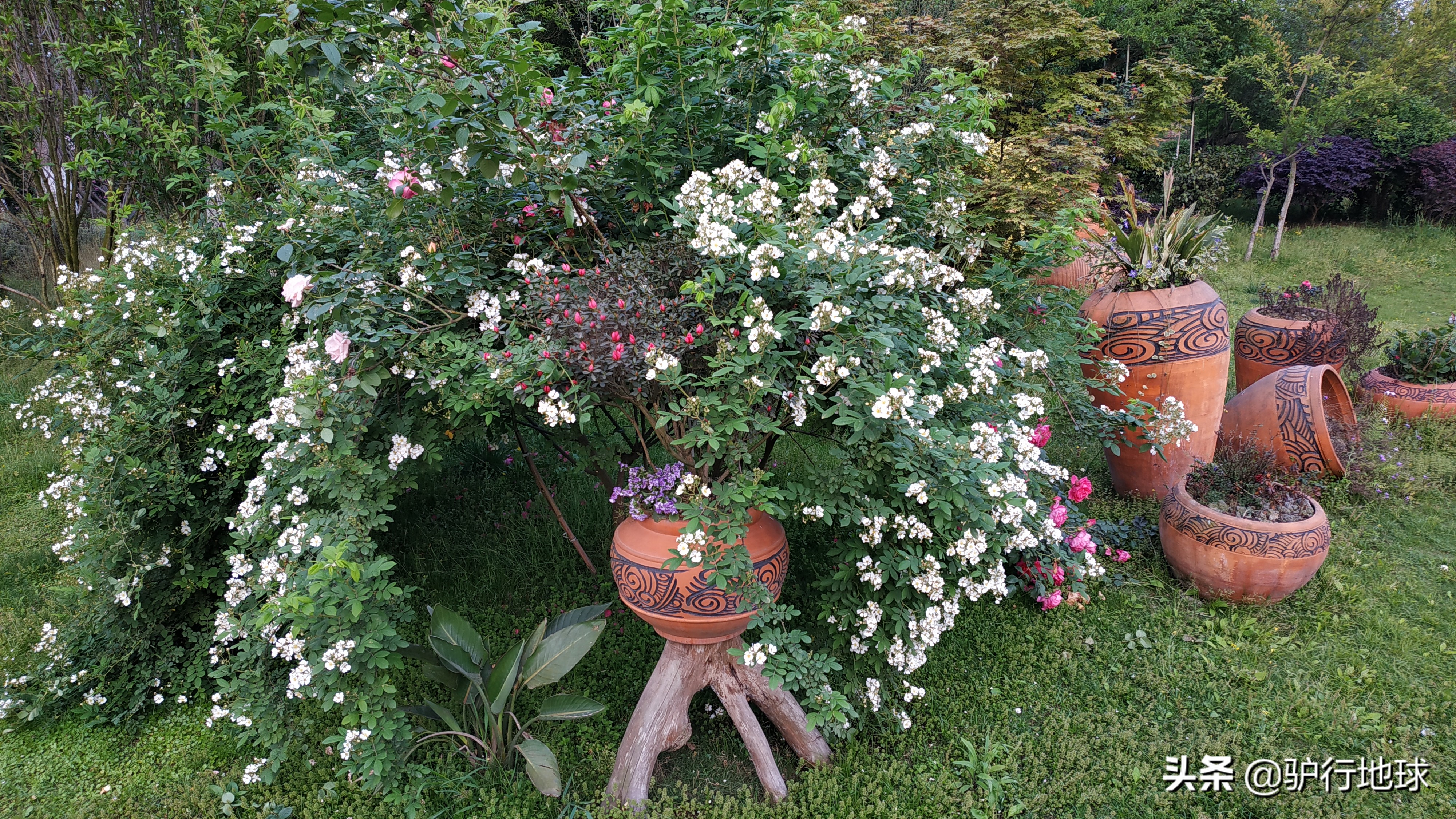 成都周边适合秋天看花的地方,成都周边看花攻略国庆节