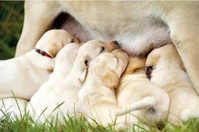 布鲁氏菌病不仅对狗有伤害,还能进入人体,尤其孕期的犬较为危险