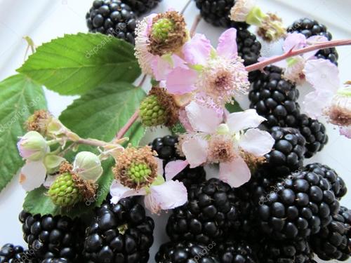 黑莓水果采摘园抖音视频,黑莓花开