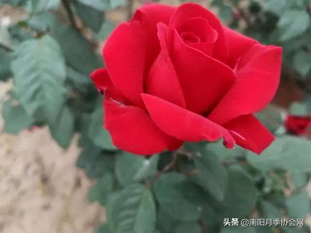 南阳月季欣赏的地方,南阳大月季