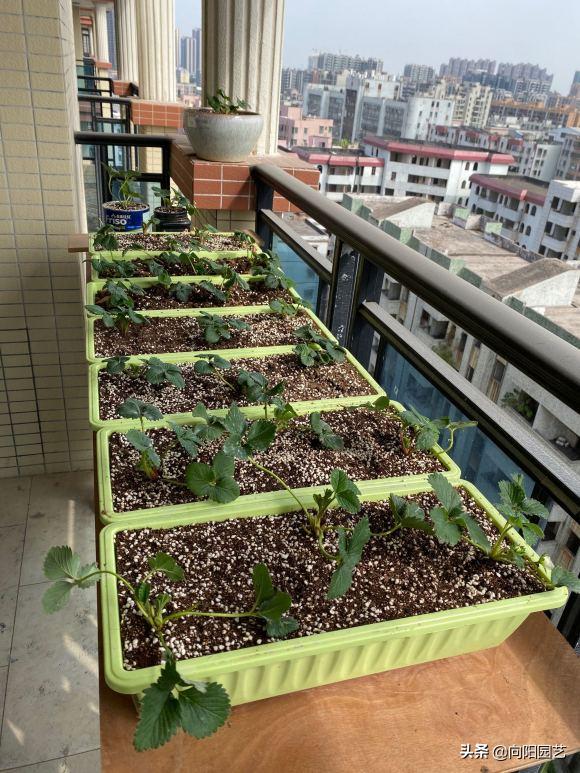 草莓在家里怎样才能种的又大又甜,原来草莓还可以这样种长见识