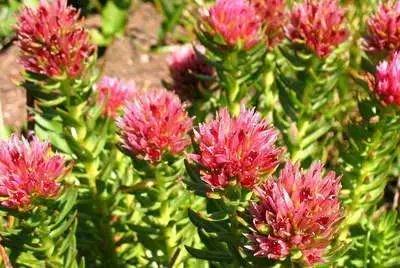 林草科普|多肉植物