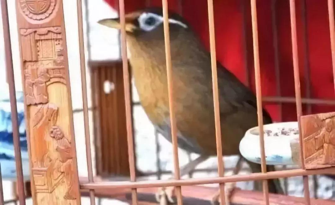 鸟为什么会应激,鸟上火了怎么办