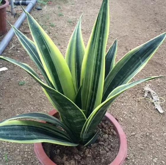 虎皮兰长出了小苗怎么养,虎皮兰幼根怎么培养新根