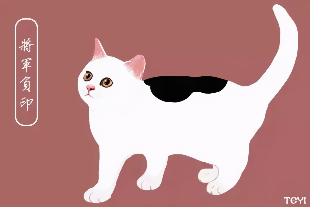 中华田园猫的品种介绍和图片大全,常见中华田园猫品种名称