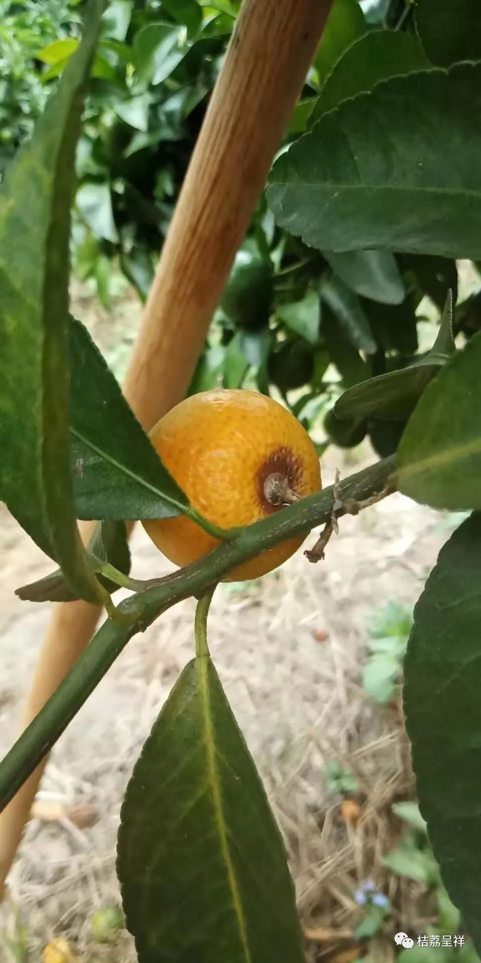 今年柑桔春季管理,柑桔种植全年管理计划