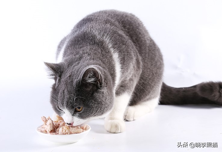 零食罐头猫咪能吃饱吗,零食罐头猫咪用不用