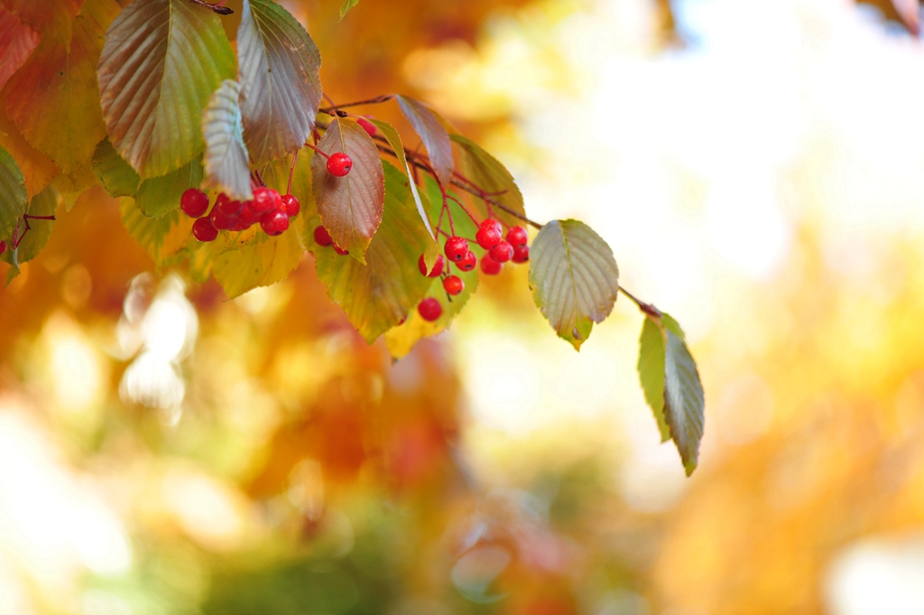 #植物鉴赏#秋日有惊喜，又好看又好吃——水榆花楸，韩国的？