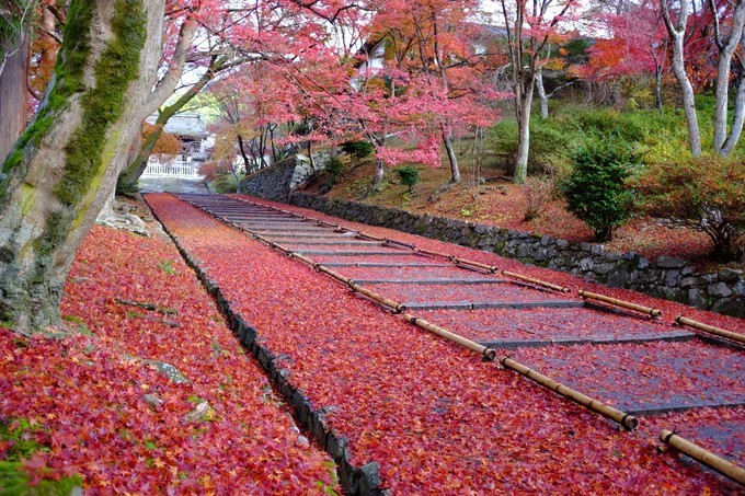 京都赏枫2022,京都赏枫必去景点有哪些好玩的