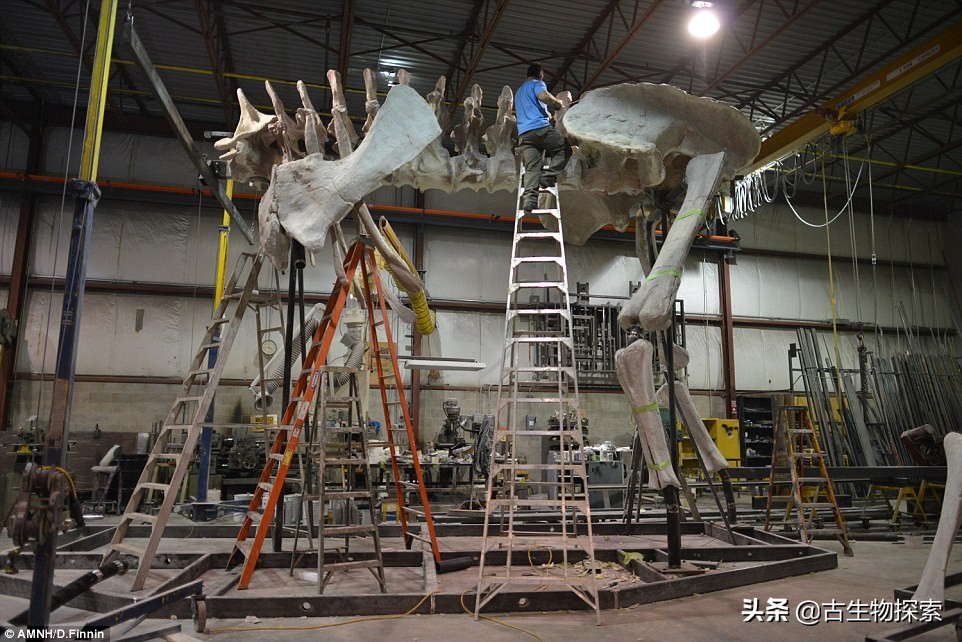 泰坦龙是最大的恐龙吗,世界上最高的恐龙是泰坦巨龙吗