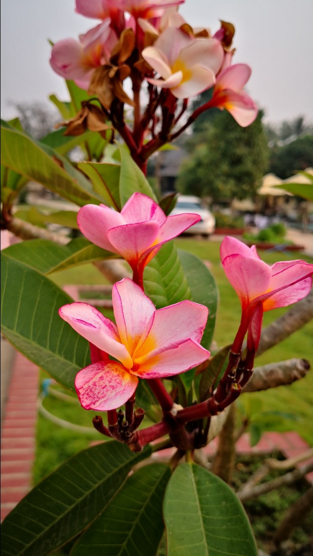 为什么老挝把鸡蛋花当成国花,为什么鸡蛋花是老挝的国花