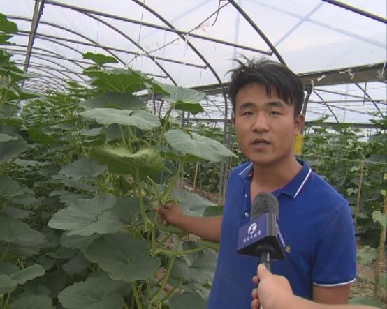 临颍南瓜,临颍县南瓜