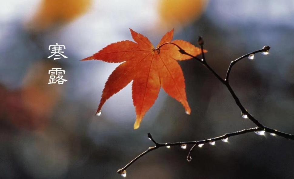 「诗词鉴赏」秋深寒露候，古诗词里的寒露，静看秋意渐浓