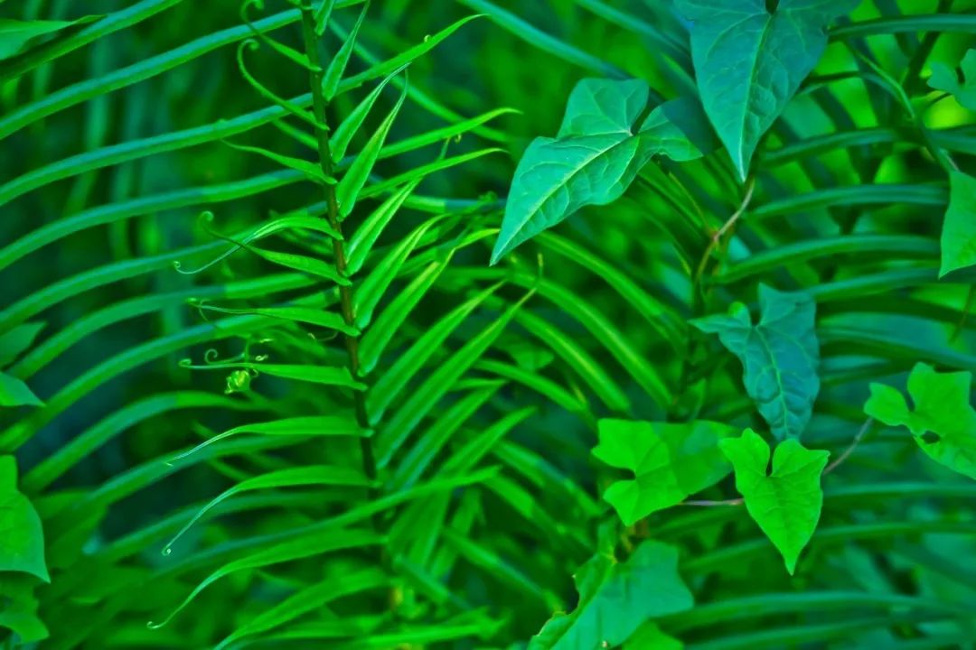 春意盎然的湿地公园,一个风景如画美丽休闲的公园