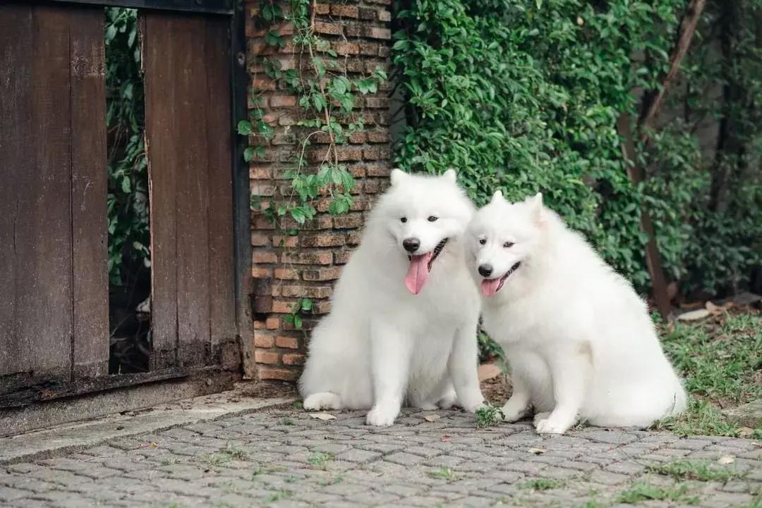 萨摩耶犬的5大特征,萨摩耶犬的特点是什么