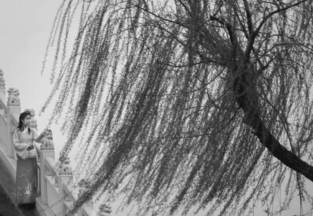 醉花阴小说全文阅读,醉花阴李清照