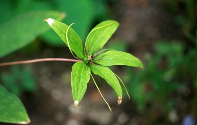 野生植物野草,常见的野生杂草