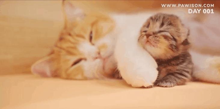 国家一级保护野生猫,国家一级保护哺乳动物名单