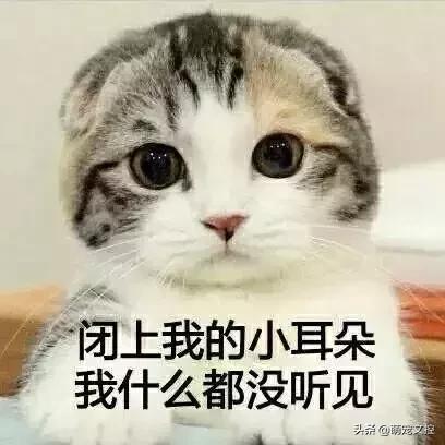 如何改掉猫咪乱挠乱咬的毛病,猫咪为什么会挠猫粮