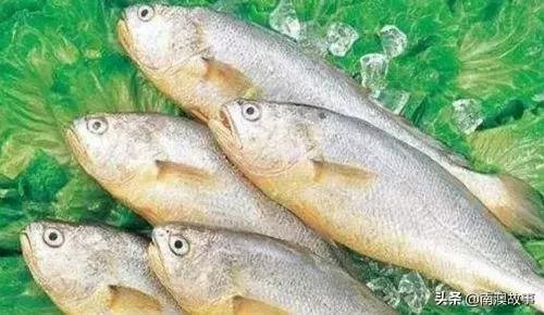 南澳渔民出海最常见的50种海鱼，都吃过，你就能退休了！