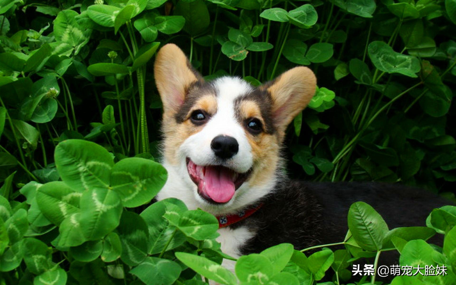 十二星座适合养什么宠物狗,十二星座最喜欢什么样的宠物狗