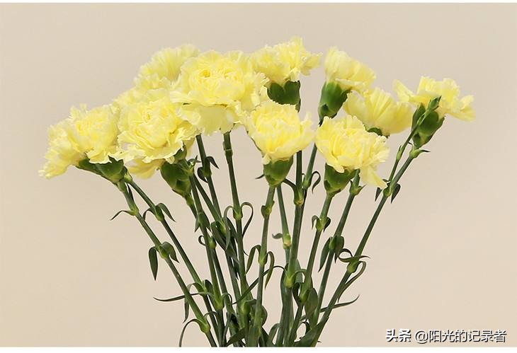 520简短浪漫花语是什么,520朵玫瑰的浪漫花语