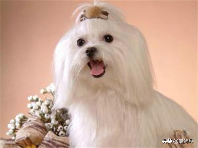 冬天狗狗冷怎么办,狗狗怕冷吗狗狗怕冷的表现有哪些