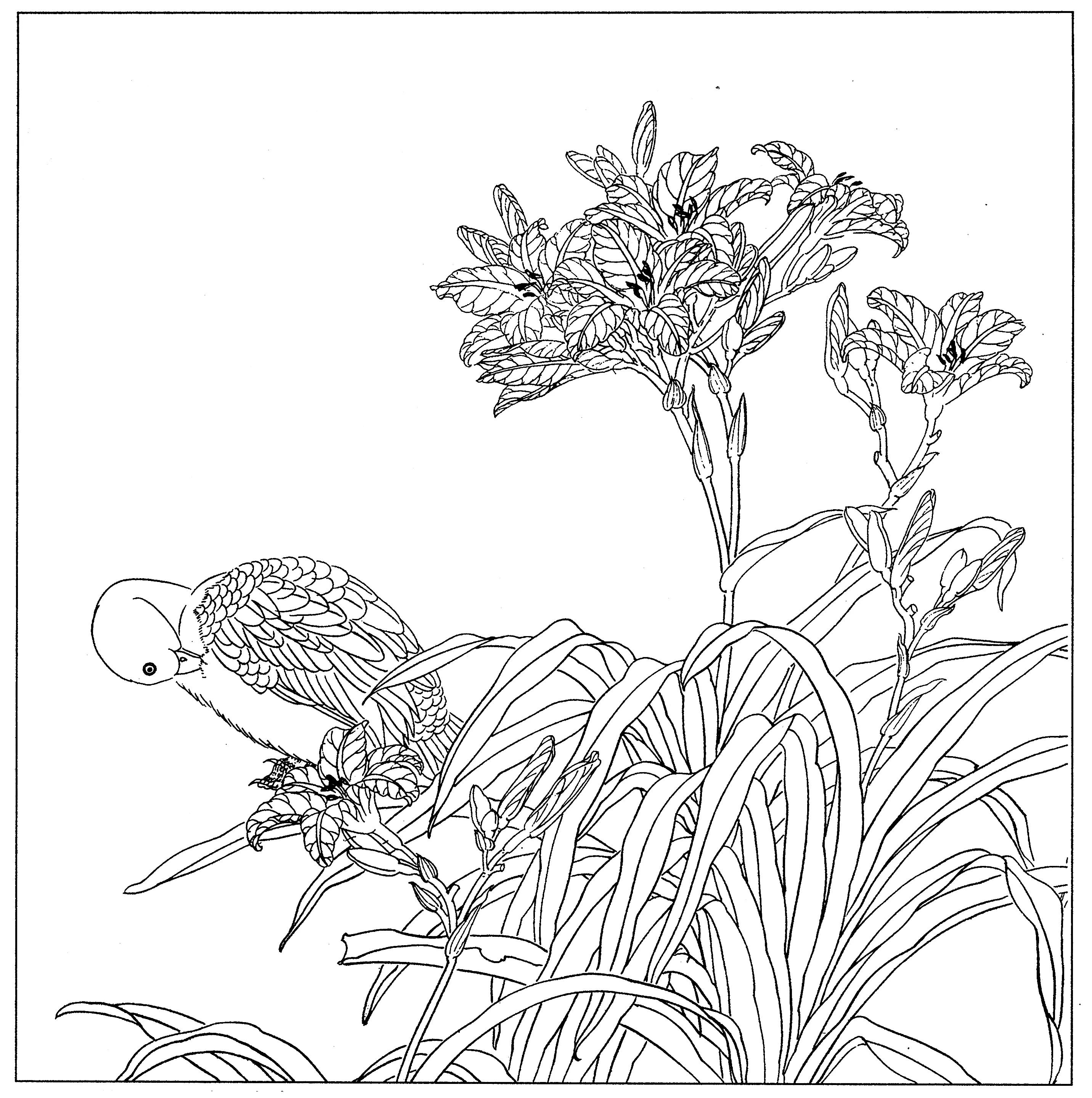 花鸟工笔四条屏白描高清大图,牡丹六尺横幅白描工笔花鸟底稿