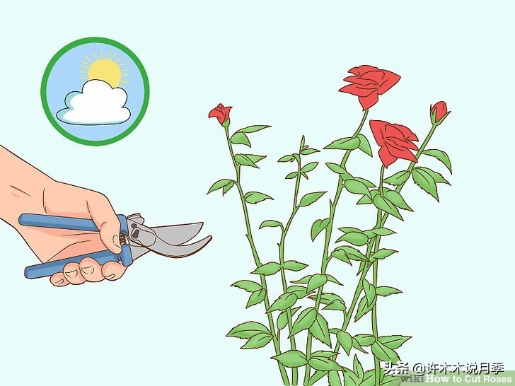 买到牙签苗怎么办,月季牙签苗能买吗