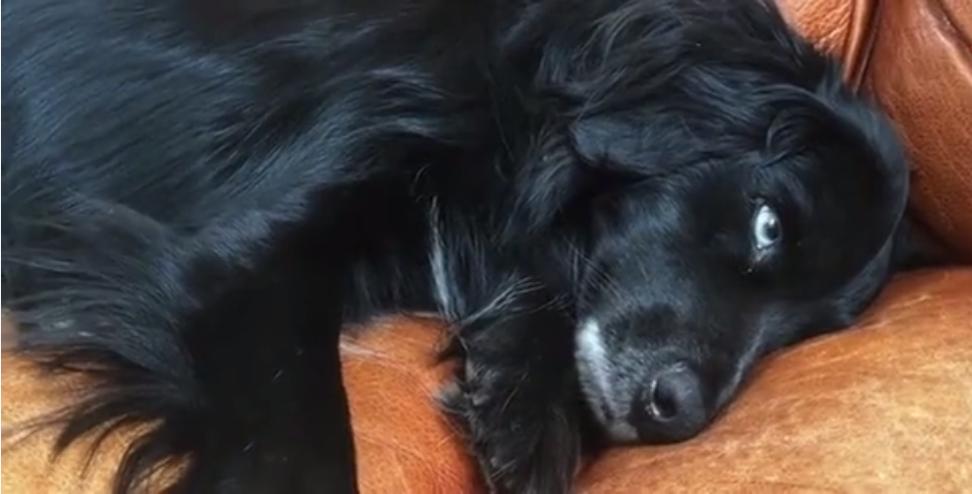 十年前，一对美国夫妻为了流浪狗买下1200亩的荒地，现在年入千万