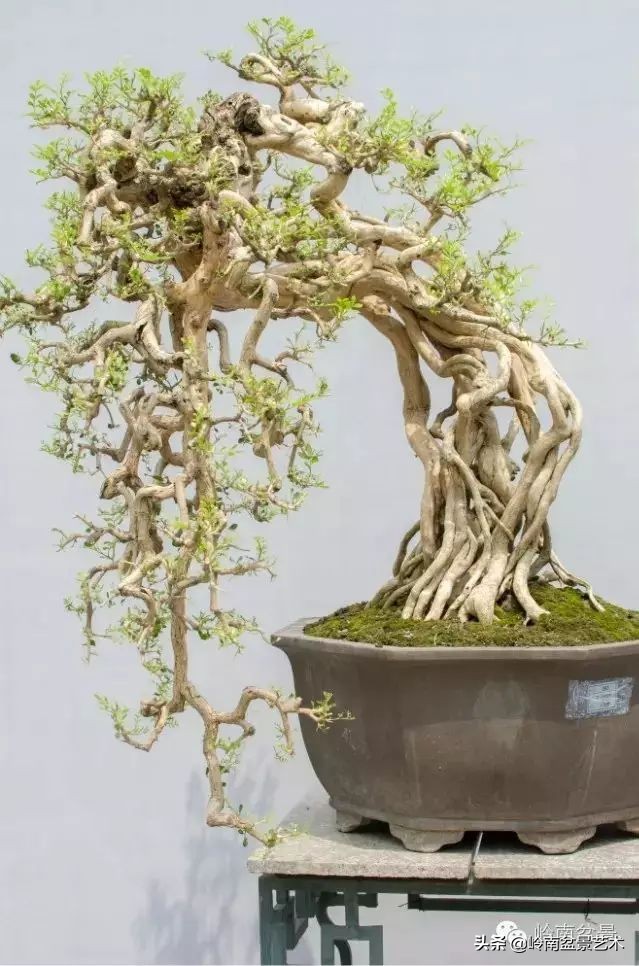 骞哥涔呬箙鐢滅敎铚滆湝,骞哥涔呬箙