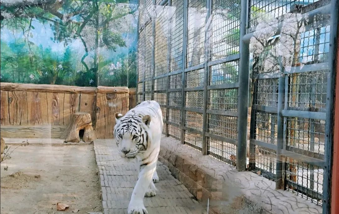 济南动物王国一日游详细攻略,济南一日游动物园