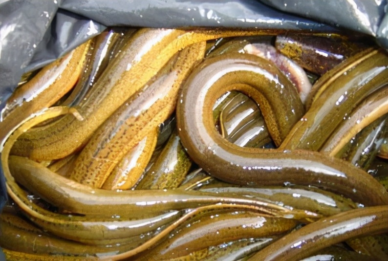 手撕盘龙鳝创始人,湖北荆州手撕盘龙鳝