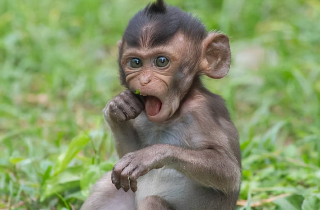 猴子会进化成凯撒吗,猴子会演化成人类吗