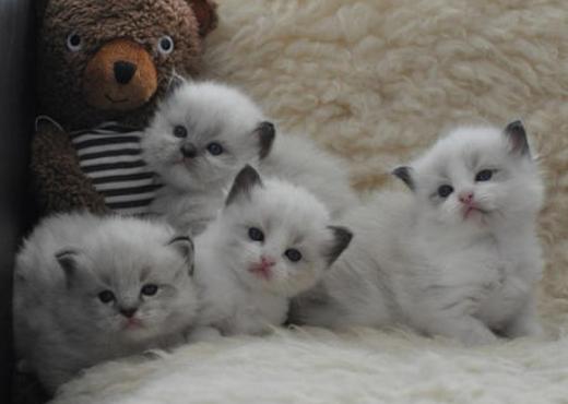 挑选健康猫咪,如何挑选一只粘人又听话的小猫咪